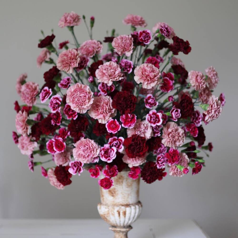 Romantic carnation for your wedding Romantic carnation for your wedding