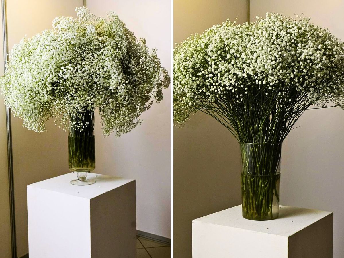 Chrysal Gypsophila Care Tips From the Grower to the Vase: The Case of Ole Engai Growers Ltd