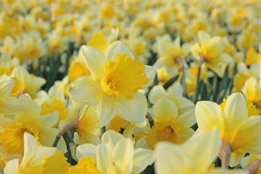 Daffodil field Regine Motmans - on Thursd