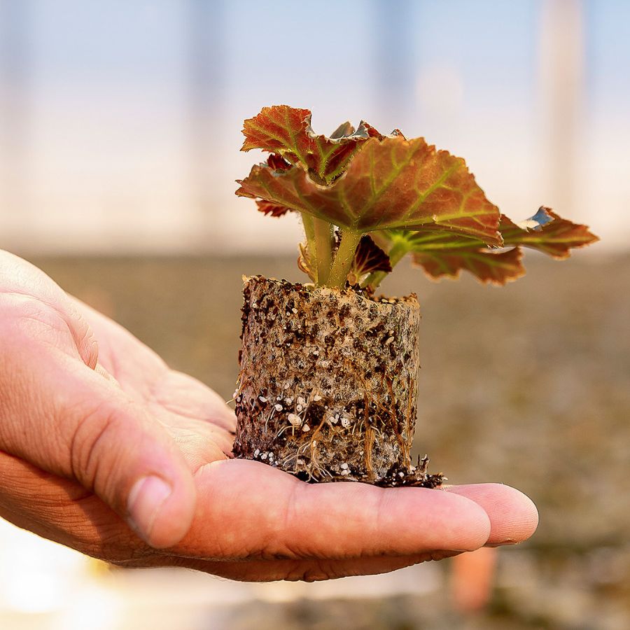 Young begonia by Koppe Begonia Young begonia by Koppe Begonia