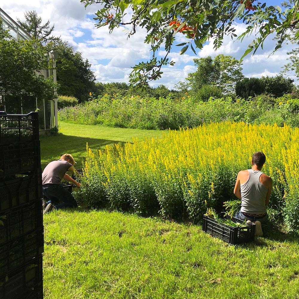 Solidago garden by hetblauwehuiskruiden
