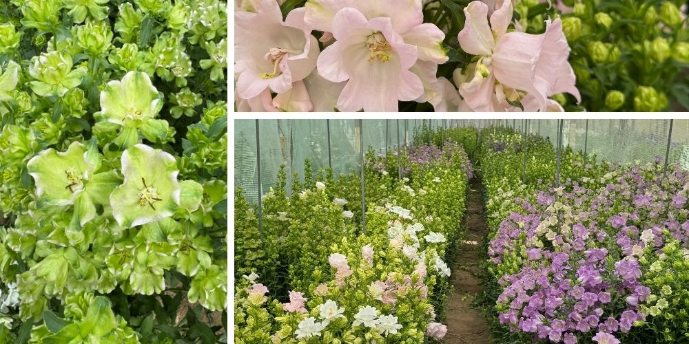 Stadsland Campanula 