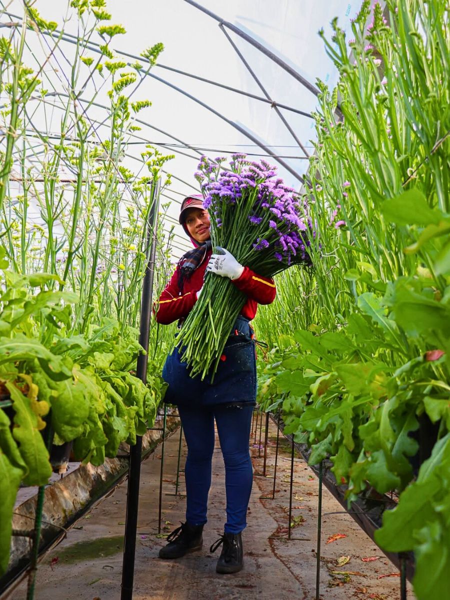 Cut flowers Biofertilizers Are Nature’s Own Solution to Sustainable Flower and Plant Nutrition