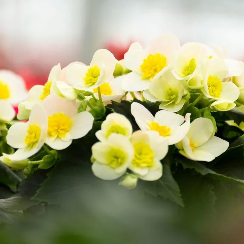 Begonia Valentino White from Koppe Begonia