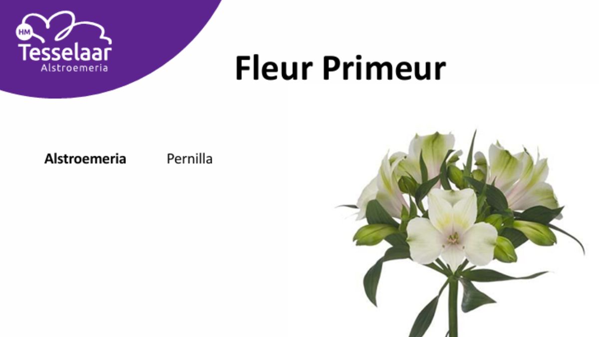 Alstroemeria Pernilla by HM Tesselaar