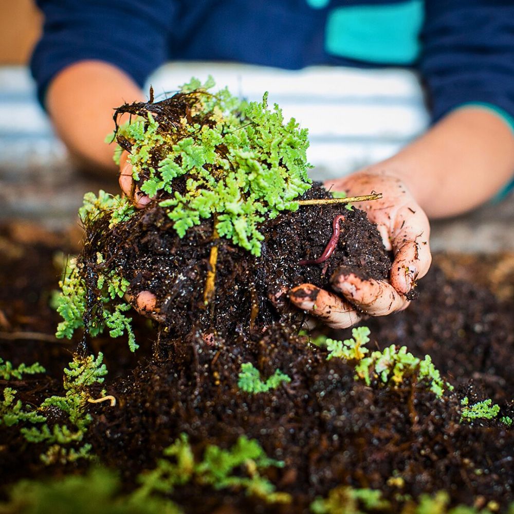 Azolla Biofertilizers Are Nature’s Own Solution to Sustainable Flower and Plant Nutrition