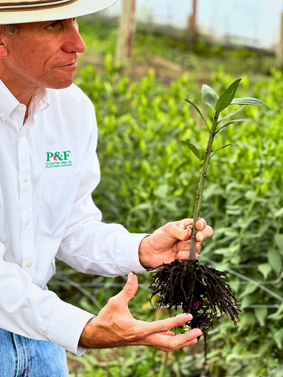 Young plants Biofertilizers Are Nature’s Own Solution to Sustainable Flower and Plant Nutrition