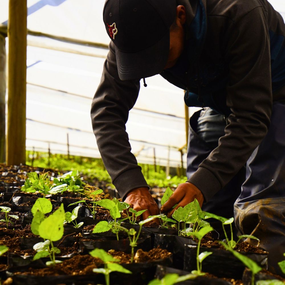 Foliage cultivation Biofertilizers Are Nature’s Own Solution to Sustainable Flower and Plant Nutrition