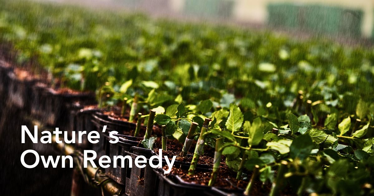 Biofertilizers Are Nature’s Own Solution to Sustainable Flower and Plant Nutrition