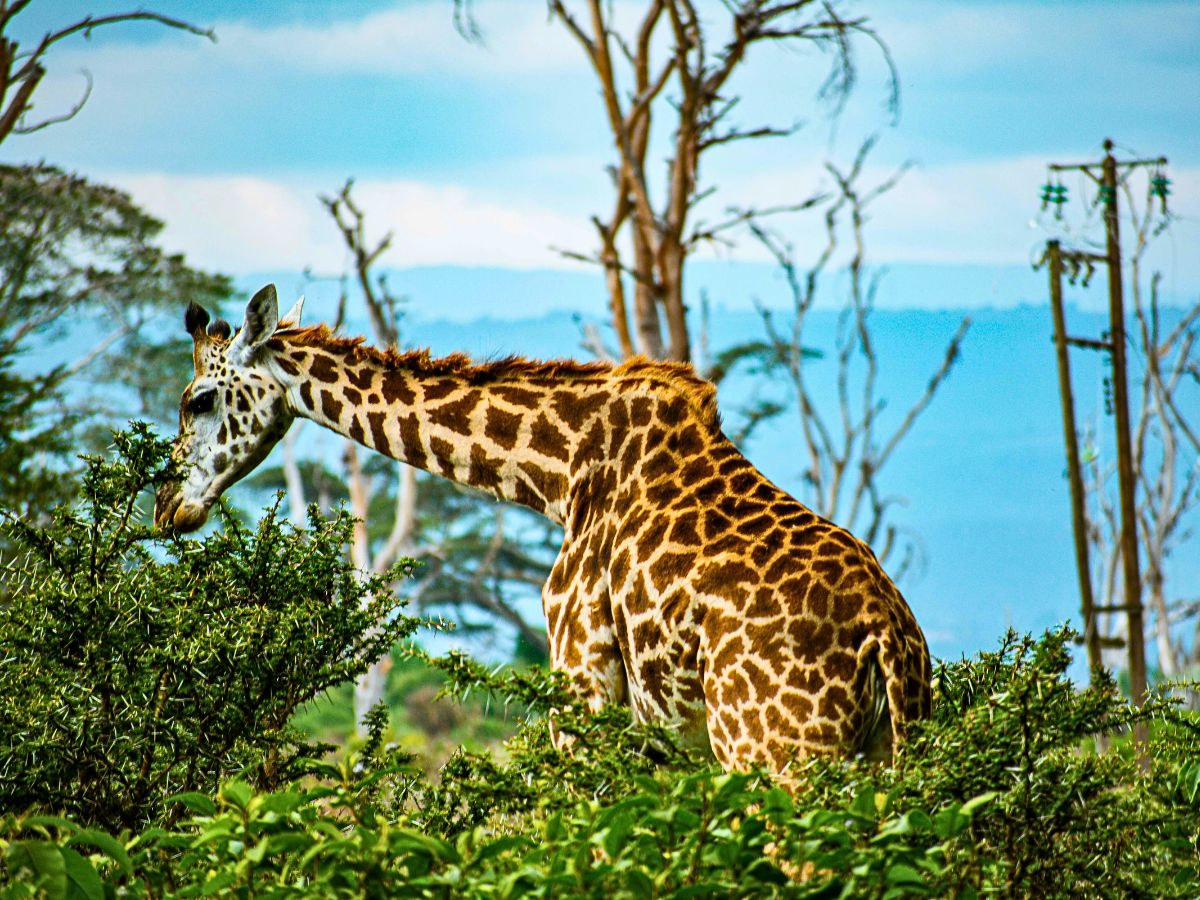 Grazing giraffe Explore Nature's Floral Wonders Through Kenya's Flower Safaris