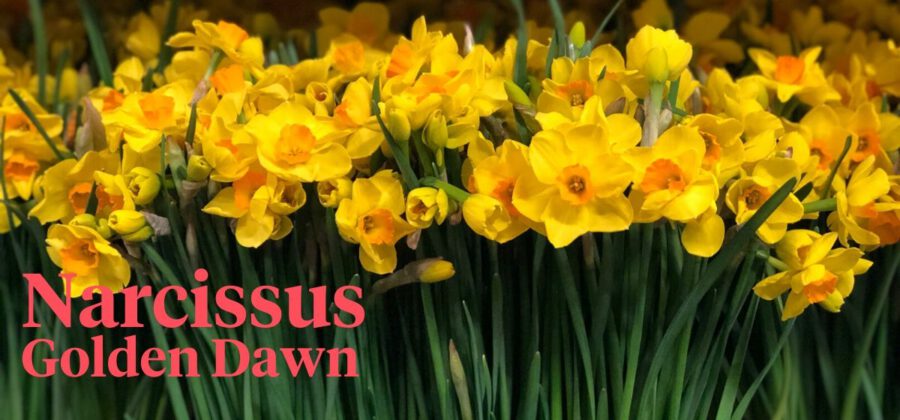 Peter's weekly Menu 15 - Narcissus Golden Dawn - Cut Flowers - on Thursd for Peter's weekly M