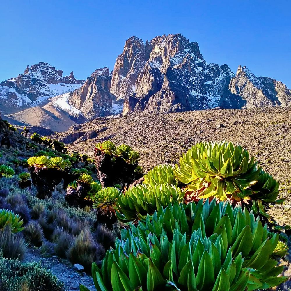 Lobelia deckenii Explore Nature's Floral Wonders Through Kenya's Flower Safaris