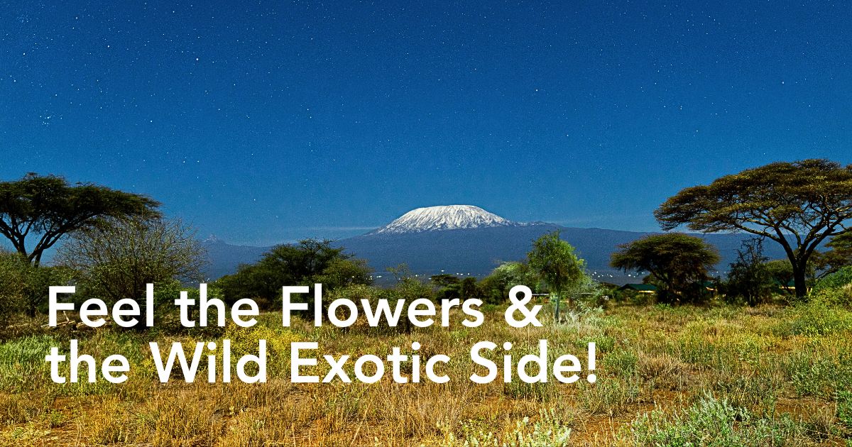 Experience Kenya’s Floral and Natural Marvels Through Floral Safaris