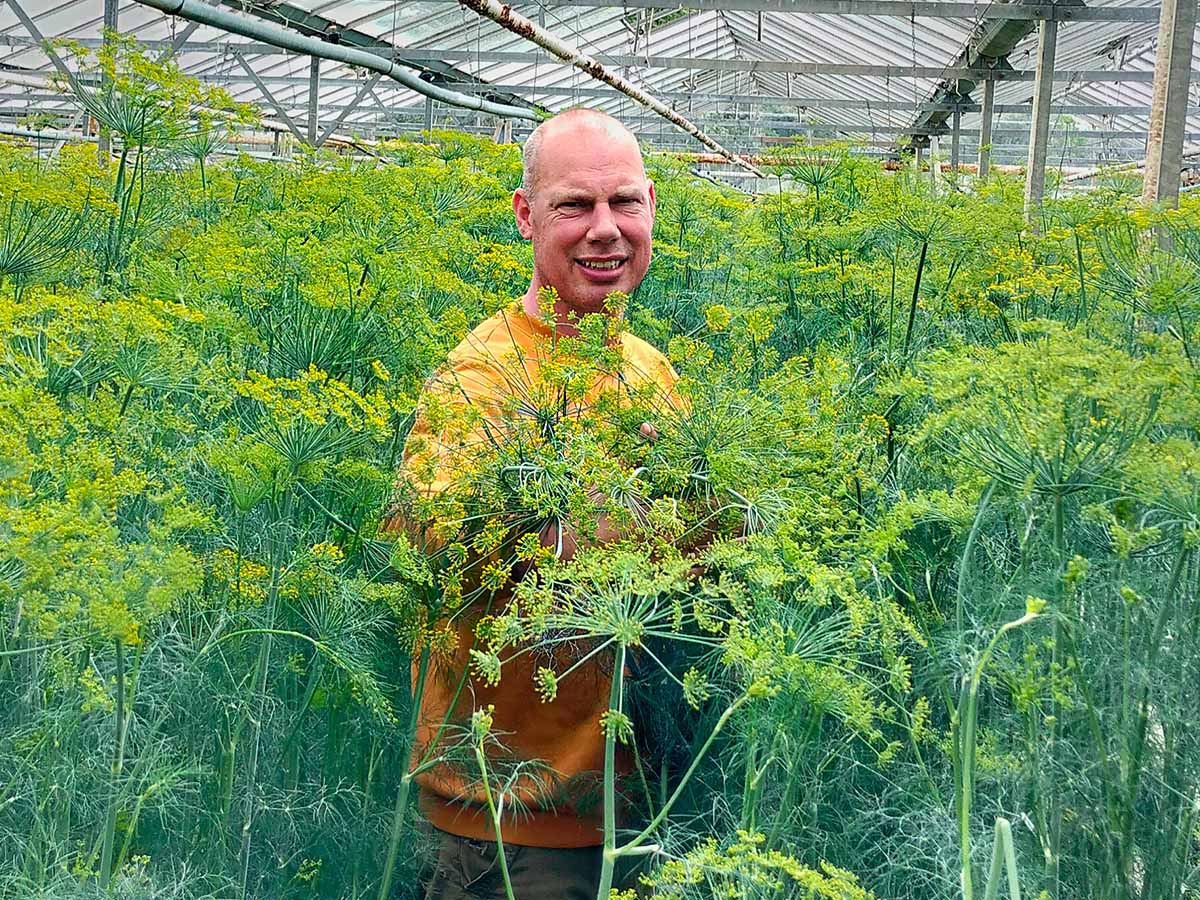 Maurits Keppel showing Anethum in greenhouse Maurits Keppel showing Anethum in greenhouse