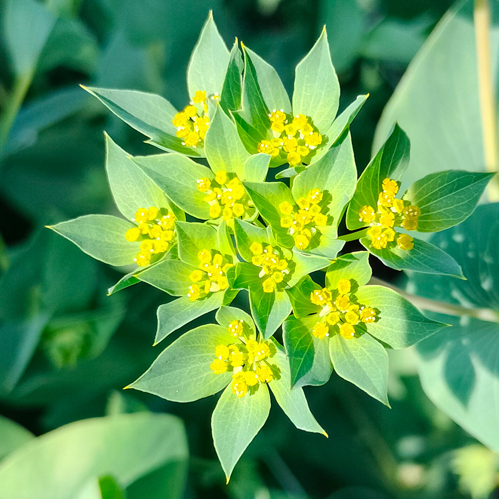 Maurits Keppel Bupleurum single flower