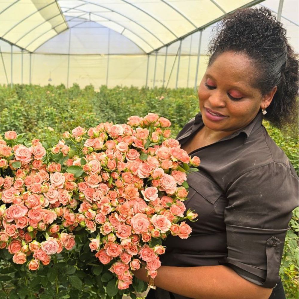 World of Spray Roses