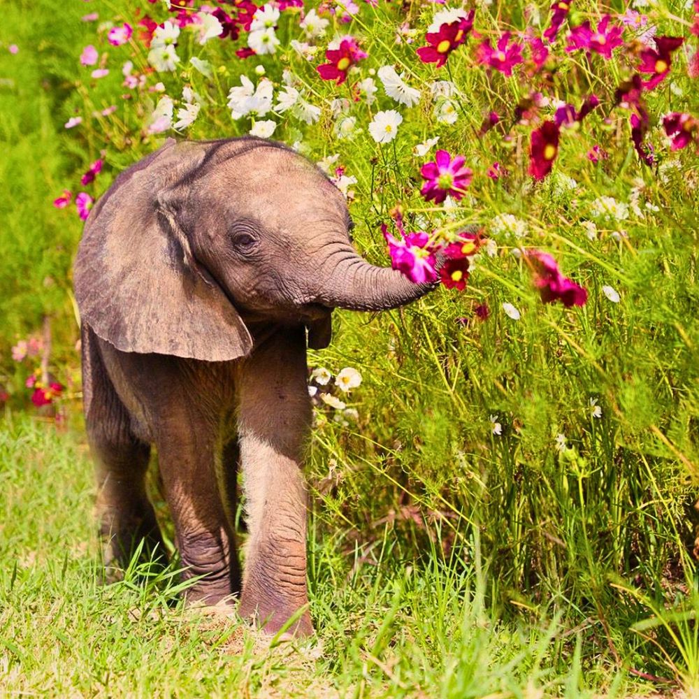 Baby elephant Kenya’s Eco-Tourism Lets You Reconnect With Nature Through Conserving It