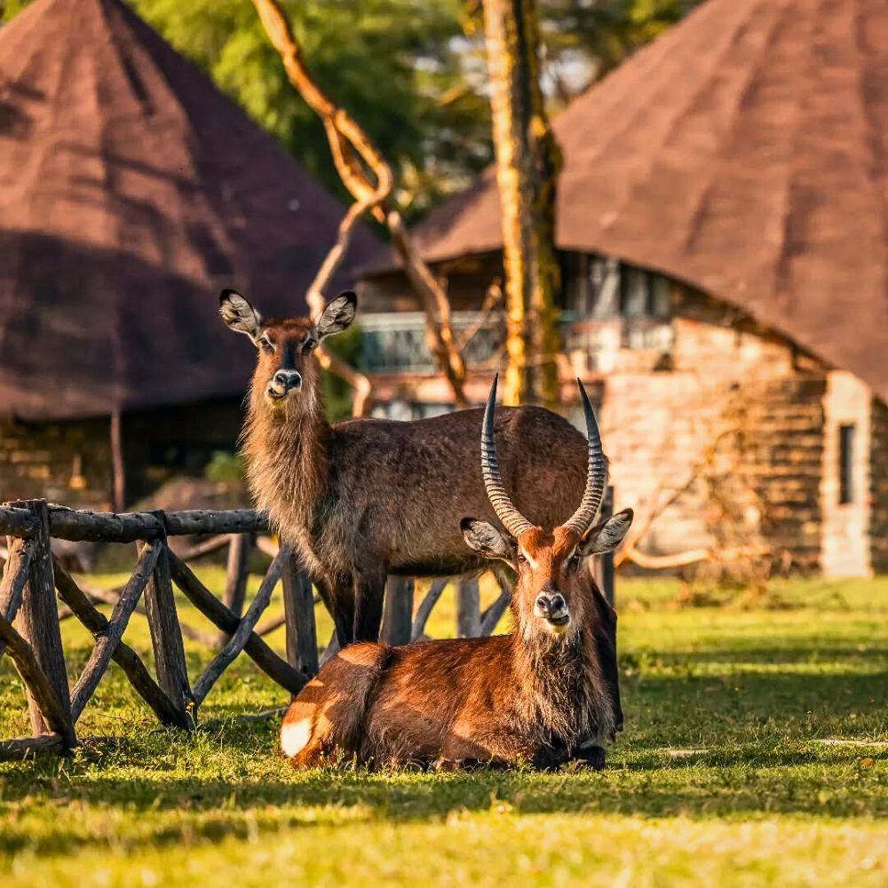Wildlife Kenya’s Eco-Tourism Lets You Reconnect With Nature Through Conserving It