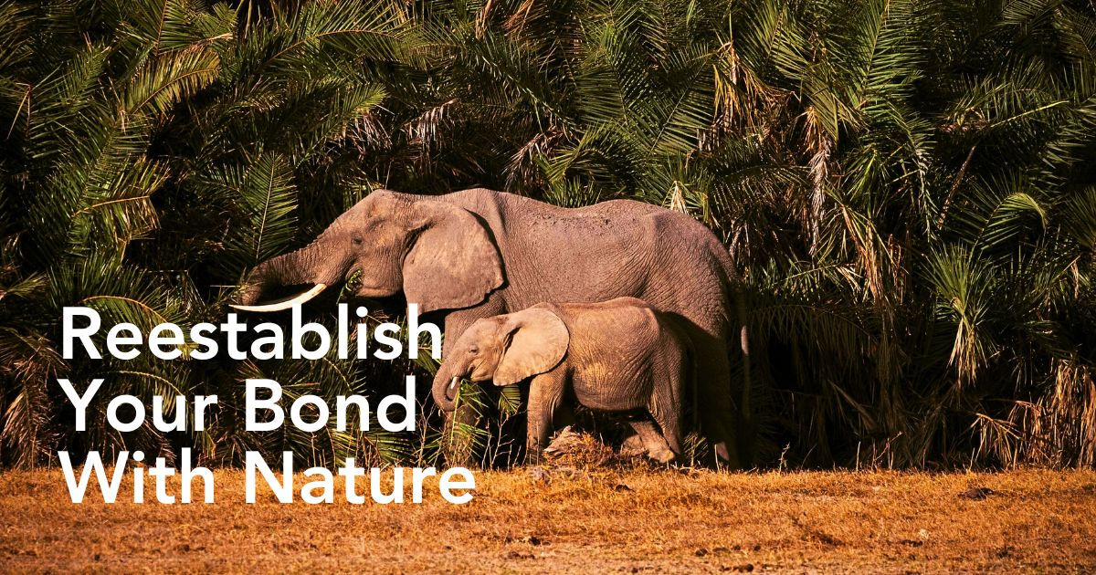 Eco-tourism reconnects you with nature through conservation.