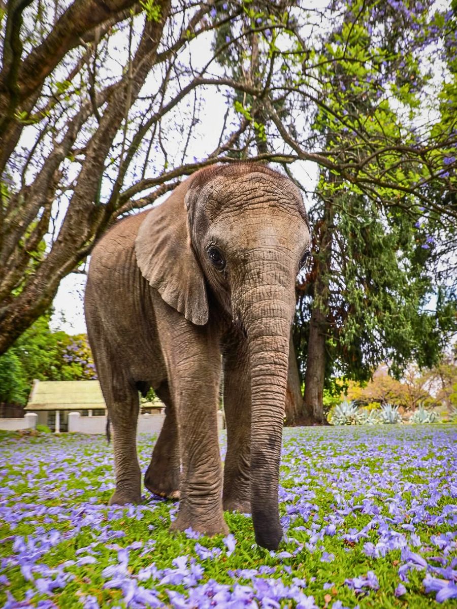 Elephant Kenya’s Eco-Tourism Lets You Reconnect With Nature Through Conserving It