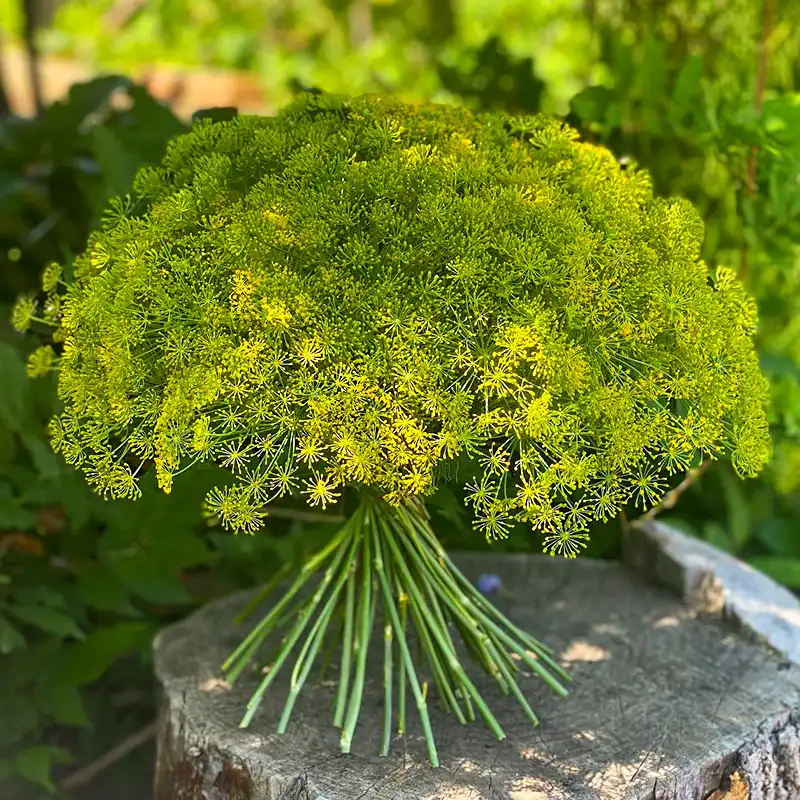 Maurits Keppel’s​ Scoops: Aromatic Anethum Adds Beauty to Artisanal Floral Arrangements