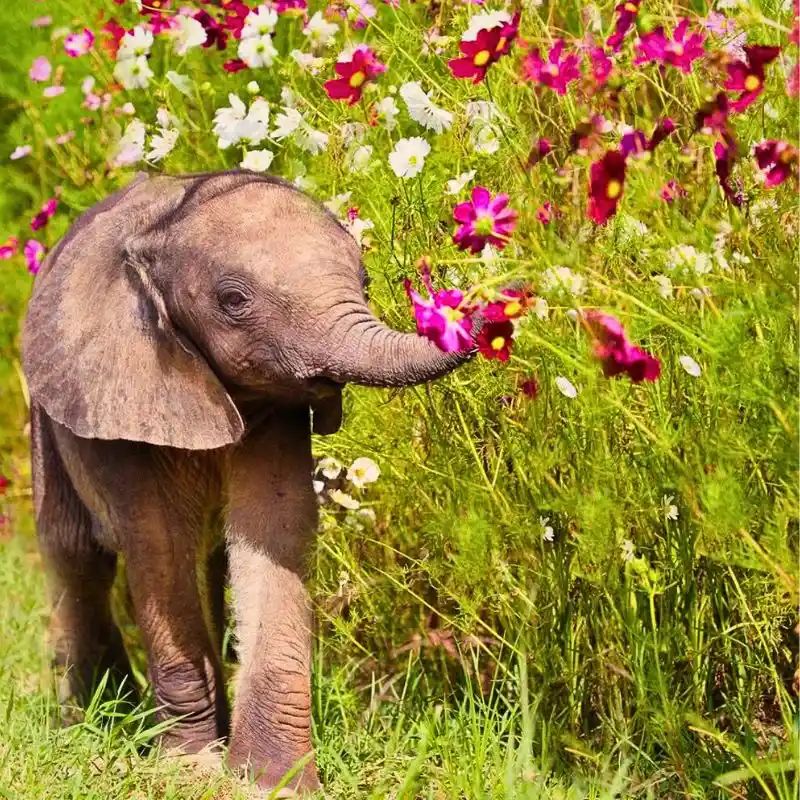 Kenya's Eco-Tourism: Reconnecting With Nature Through Its Conservation