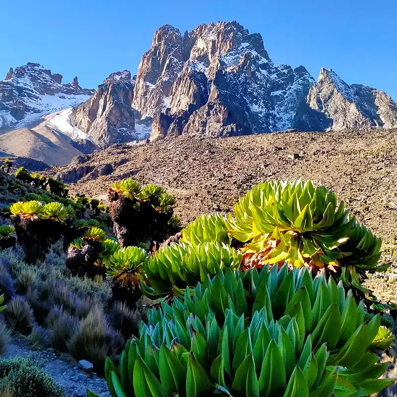 Experience Kenya’s Floral and Natural Marvels Through Floral Safaris