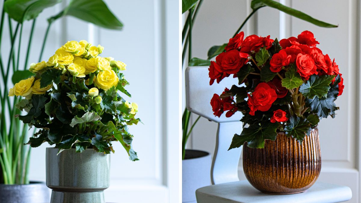 Begonia in yellow and red by Koppe Begonia 