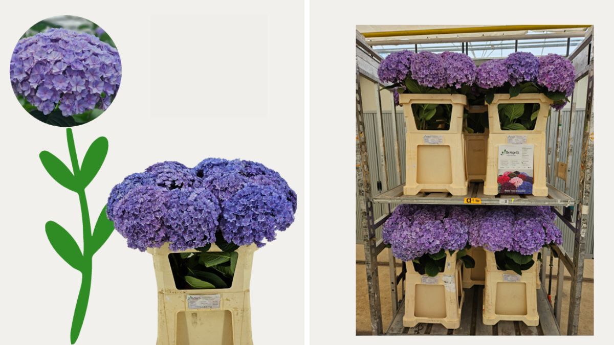 Hydrangea Luxor Milka by De Hoge Es