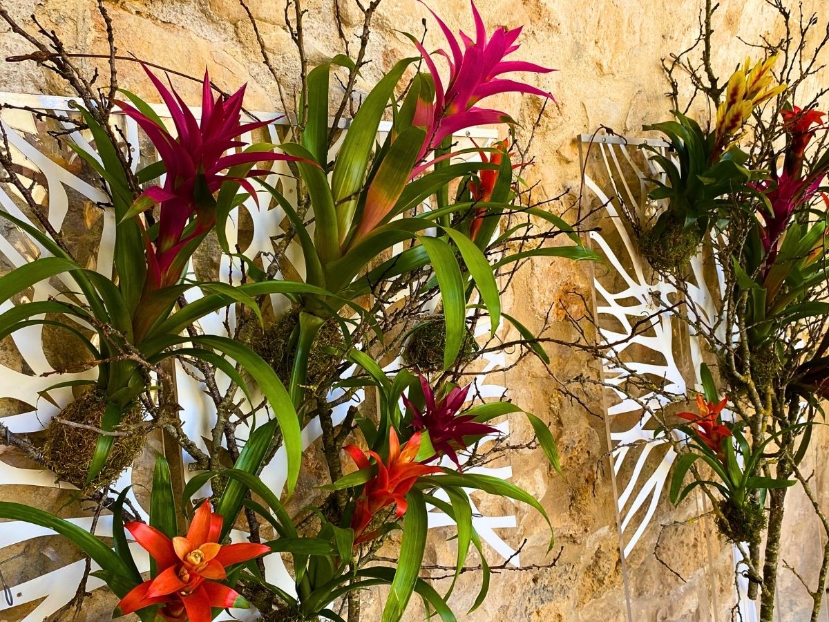 Bromelia Trees With Plants of Decorum for the Element Fire in Leverano in Fiore