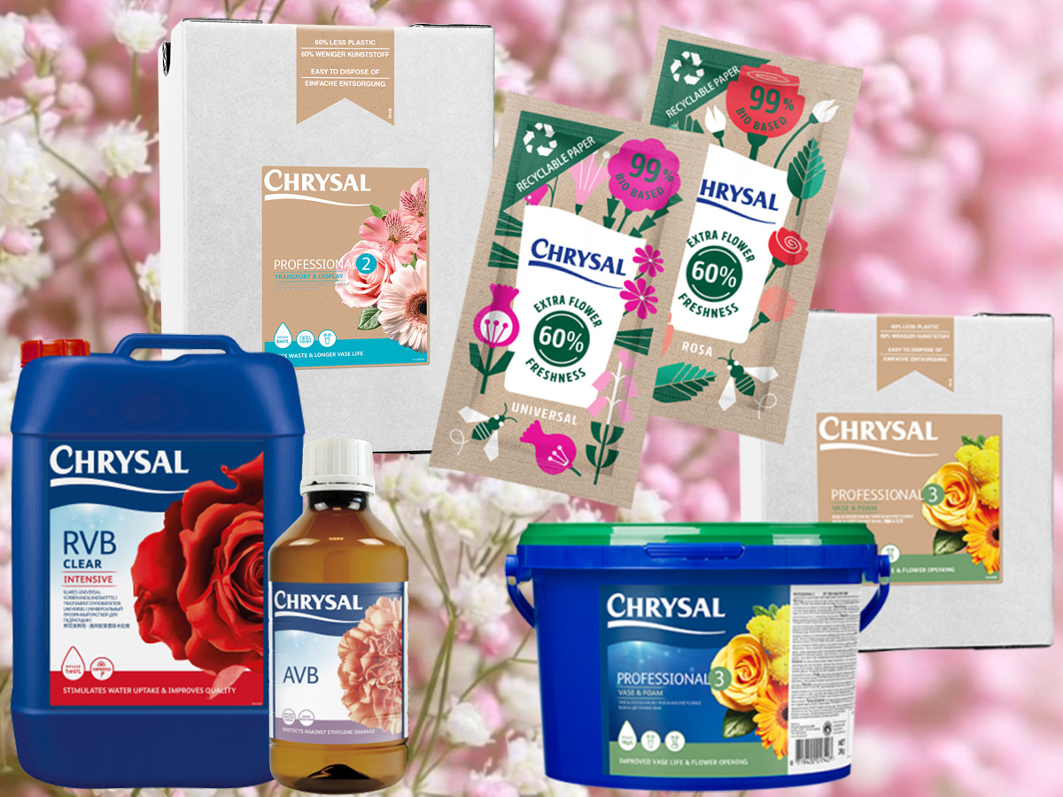 Chrysal solutions for Gypsophila Chrysal solutions for Gypsophila