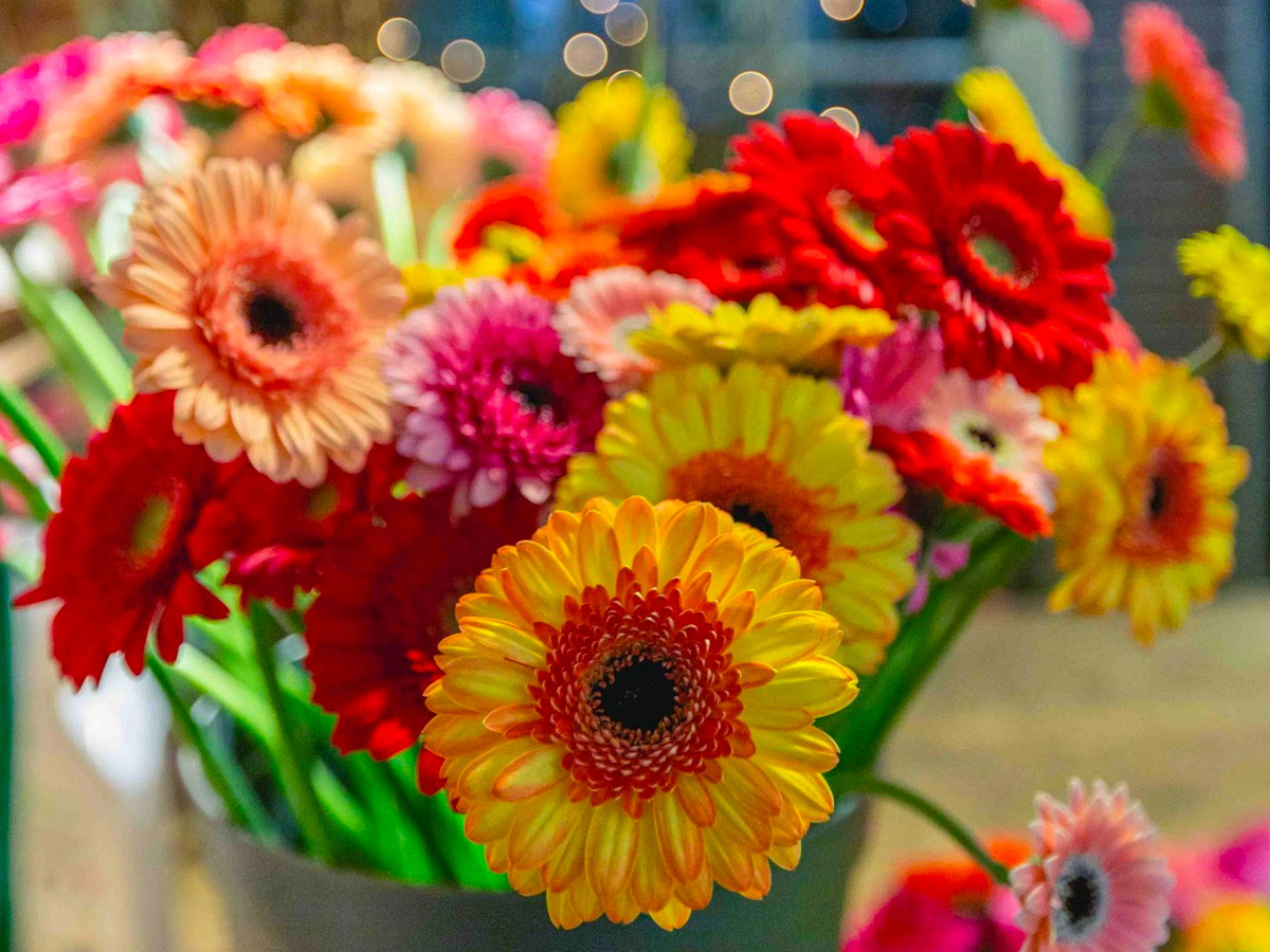 Oudijk Gerbera mixed Germinis in a bucket Oudijk Gerbera mixed Germinis in a bucket