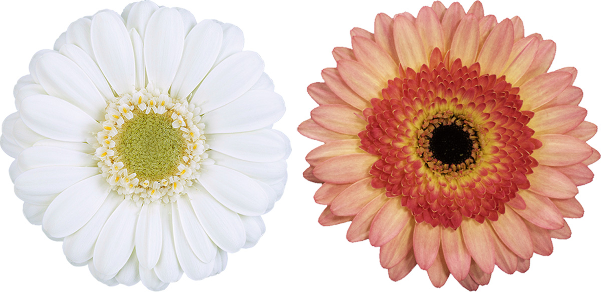 Oudijk Gerbera Albino Prosecco Oudijk Gerbera Albino Prosecco