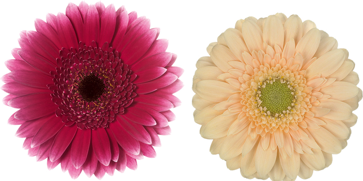 Oudijk Gerbera Sandero Moet Oudijk Gerbera Sandero Moet