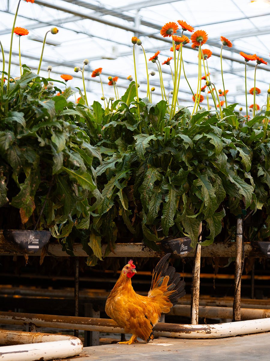 Oudijk Gerbera chicken in the greenhouse Oudijk Gerbera chicken in the greenhouse