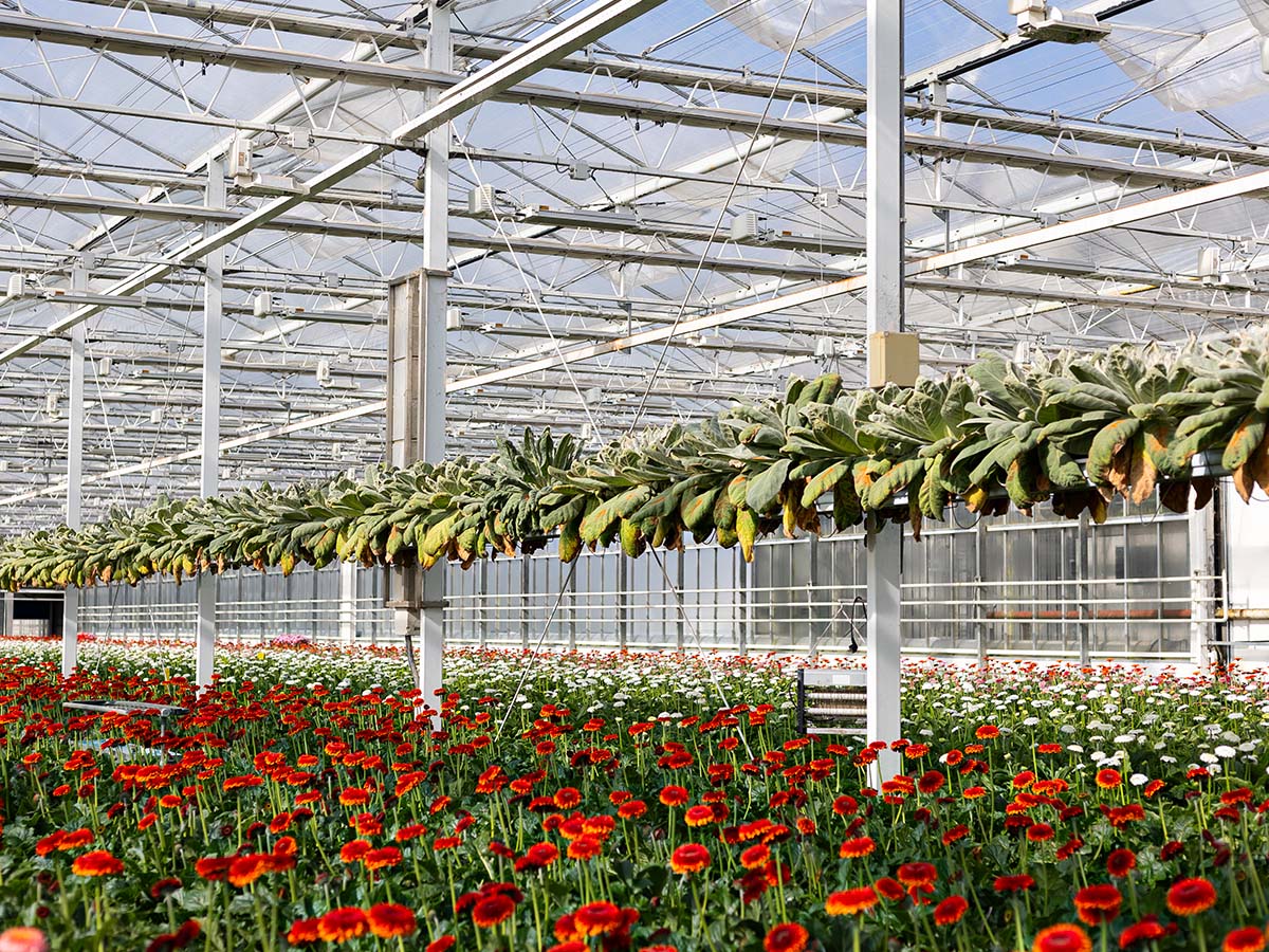 Oudijk Gerbera greenhouse with Verbascum Oudijk Gerbera greenhouse with Verbascum