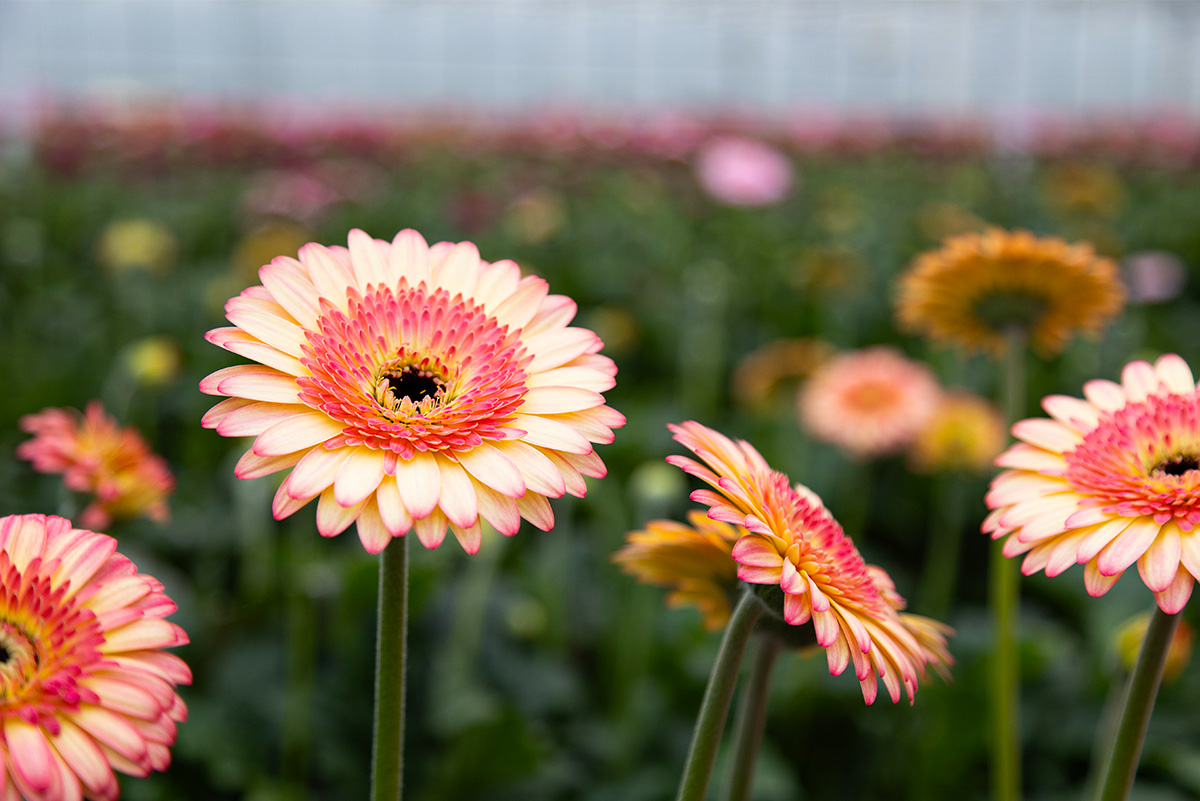 Gerbera Prosecco in Oudijk greenhouse Gerbera Prosecco in Oudijk greenhouse