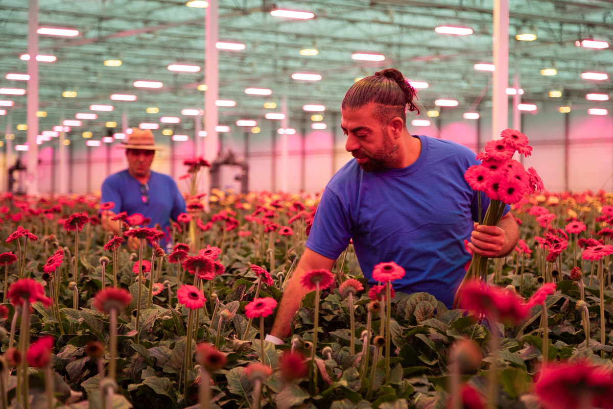 Oudijk Gerbera greenhouse LED lighting Oudijk Gerbera greenhouse LED lighting