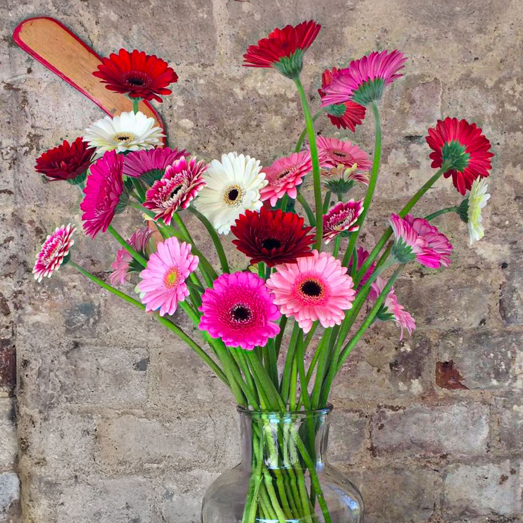 Oudijk Gerbera Valentine Mix