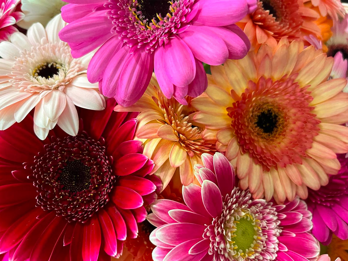 Oudijk Gerbera mixed Germinis details Oudijk Gerbera mixed Germinis details