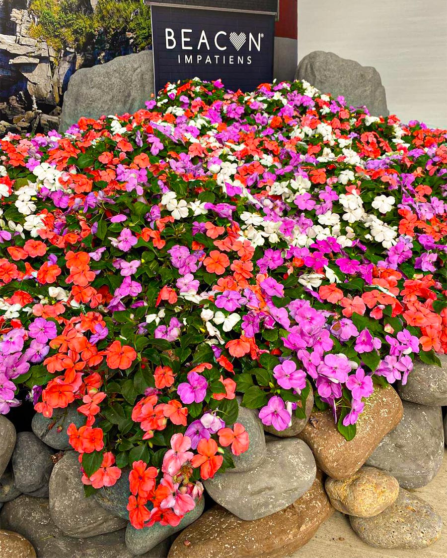 PanAmerican Seed Beacon Impatiens Mix PanAmerican Seed Beacon Impatiens Mix