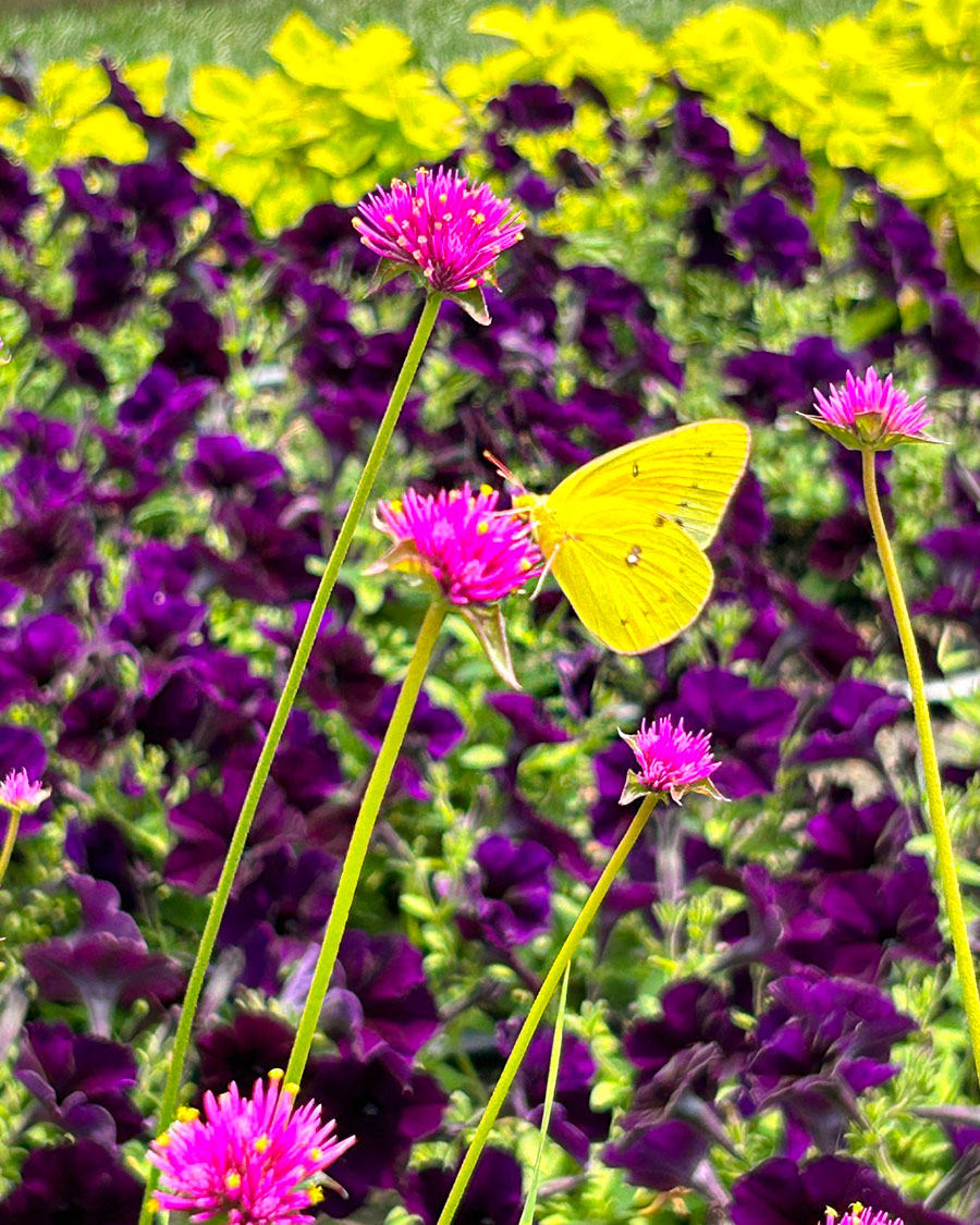 PanAmerican Seed Gomphrena and Petunia PanAmerican Seed Gomphrena and Petunia