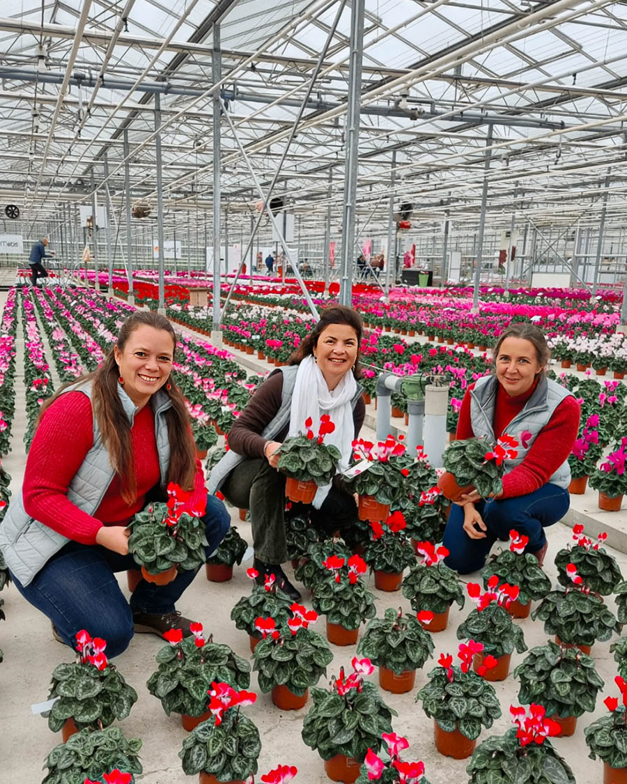 Heloise Morel with red Cyclamen in greenhouse Heloise Morel with red Cyclamen in greenhouse