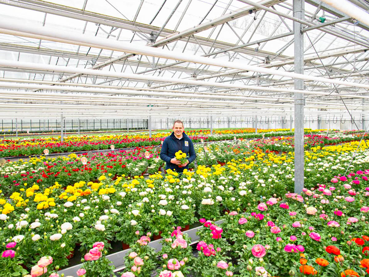 Schoneveld Breeding sustainable Ranunculus greenhouse Schoneveld Breeding sustainable Ranunculus greenhouse