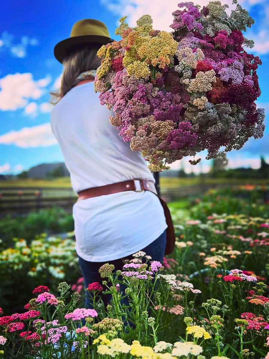 Flowers The Vital Link Between Sustainable Floriculture Practices and Climate Resilience