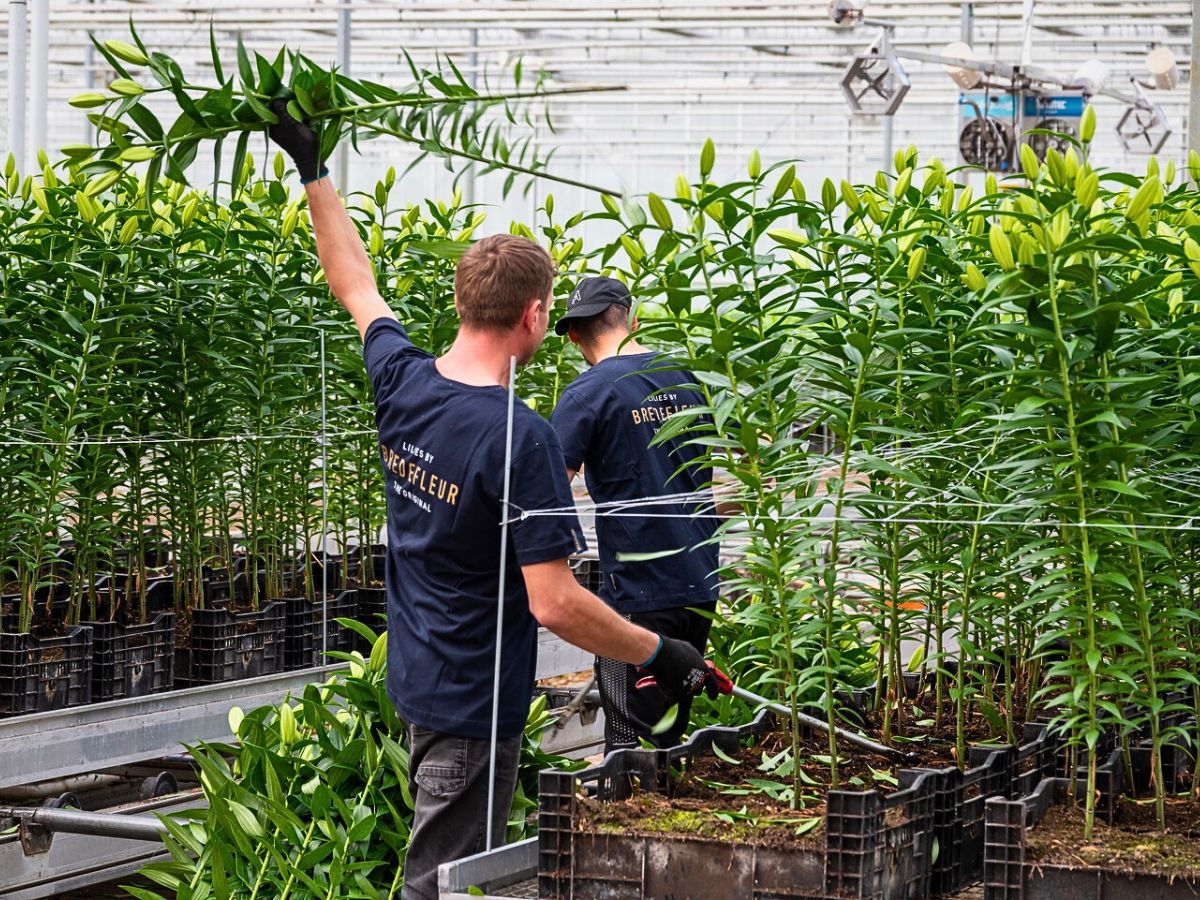 Lilies Sustainable Floriculture and Climate Change: What Is the Role of the Industry in Carbon Capture and Climate Resilience