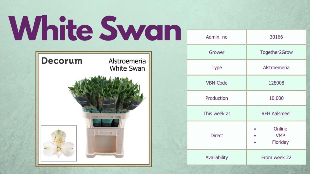  Alstroemeria White Swan by Together2Grow