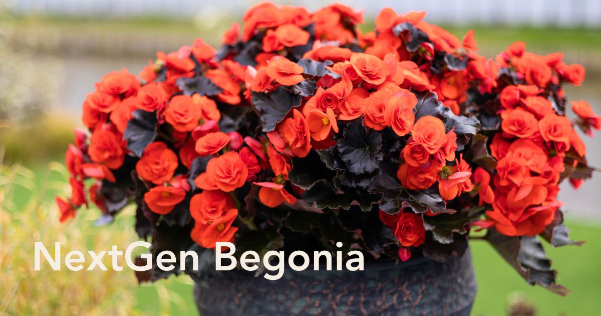 NextGen Begonia from Koppe Begonia