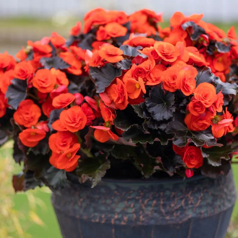 NextGen Begonia from Koppe Begonia
