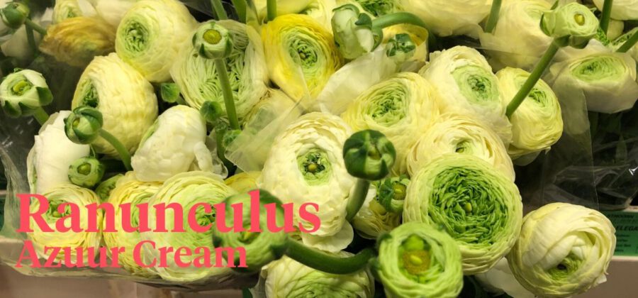 Peter's weekly Menu 16 - Ranunculus Azuur Cream - Cut Flowers - on Thursd for Peter's weekly M